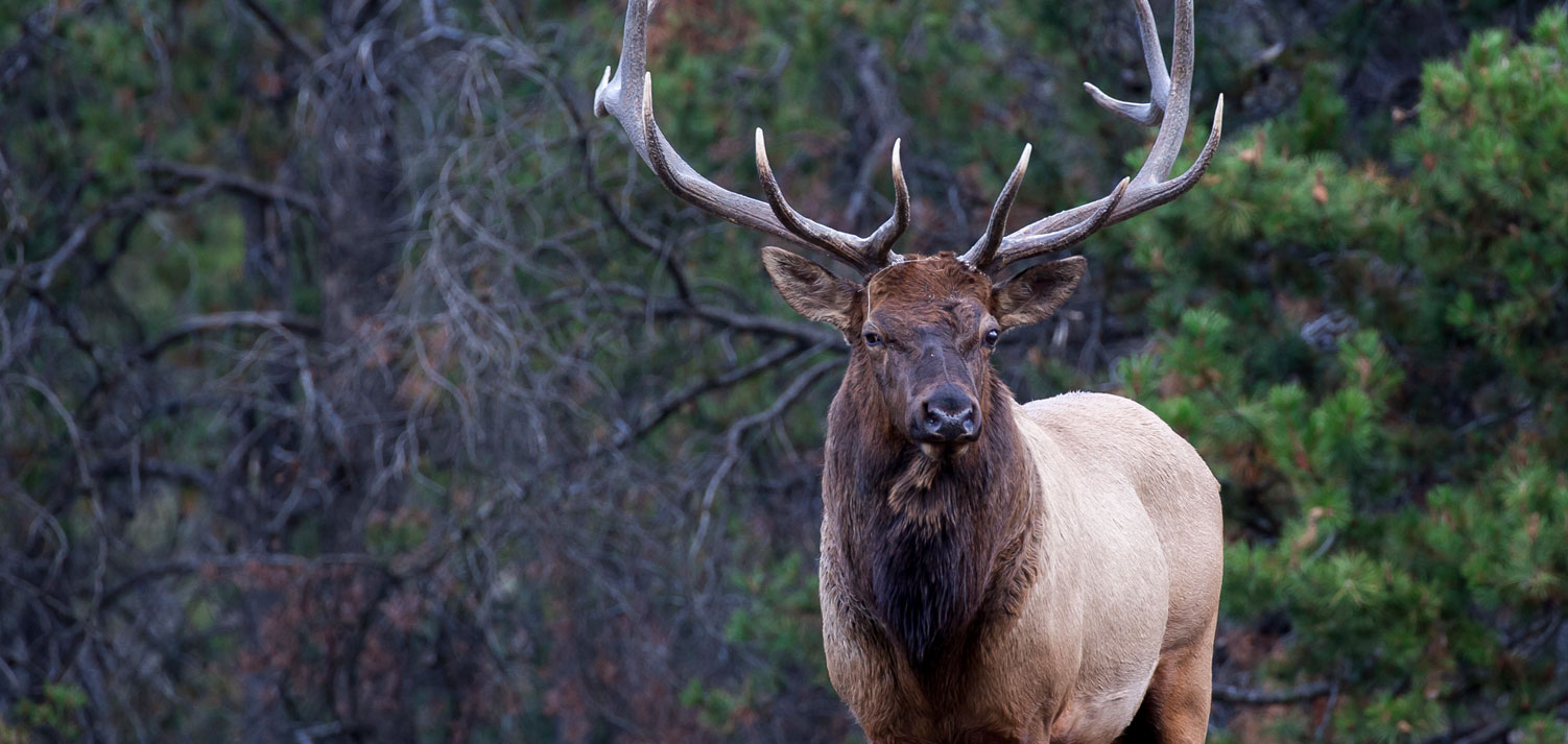 Montana Ranch Rental & Elk Hunting Lodge