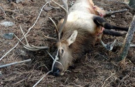 Dead Elk