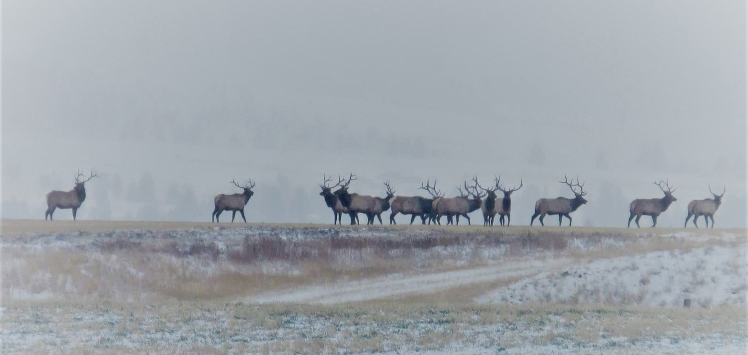 Montana Ranch Rental & Elk Hunting Lodge